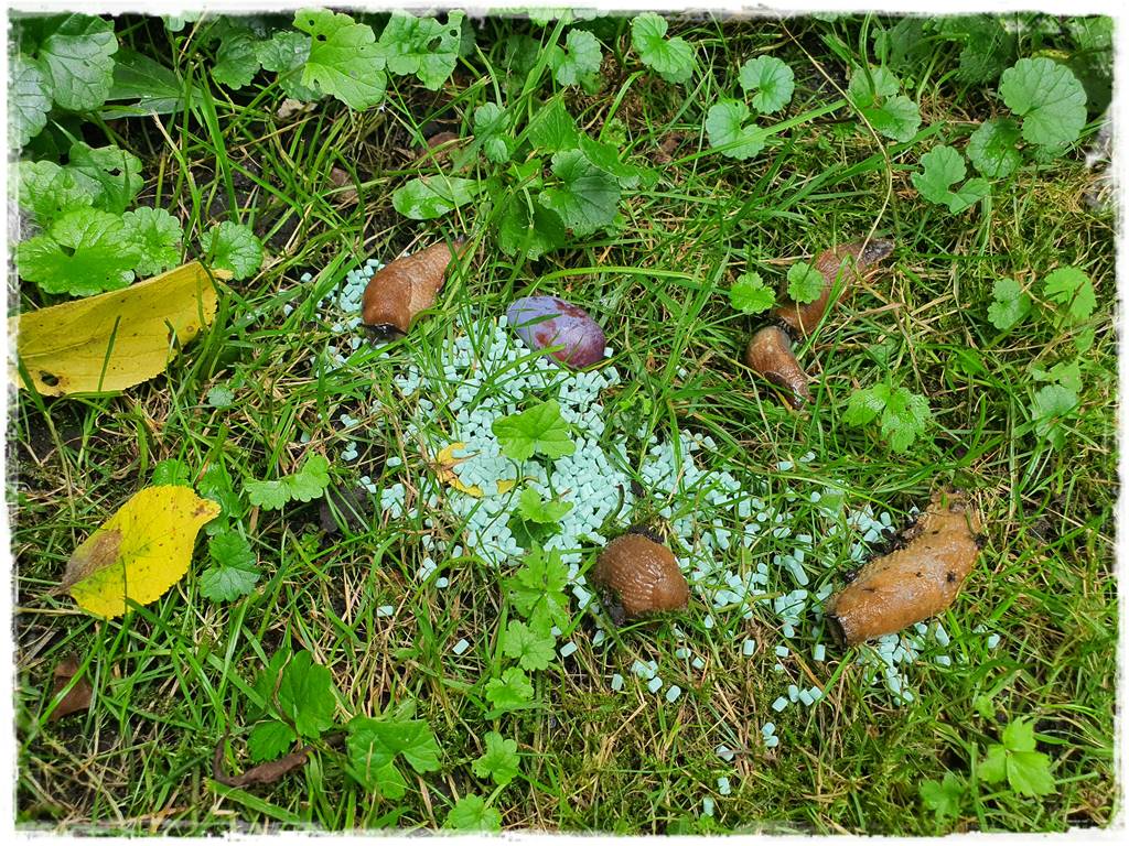 Jak ekologicznie zwalczyć ślimaki 6