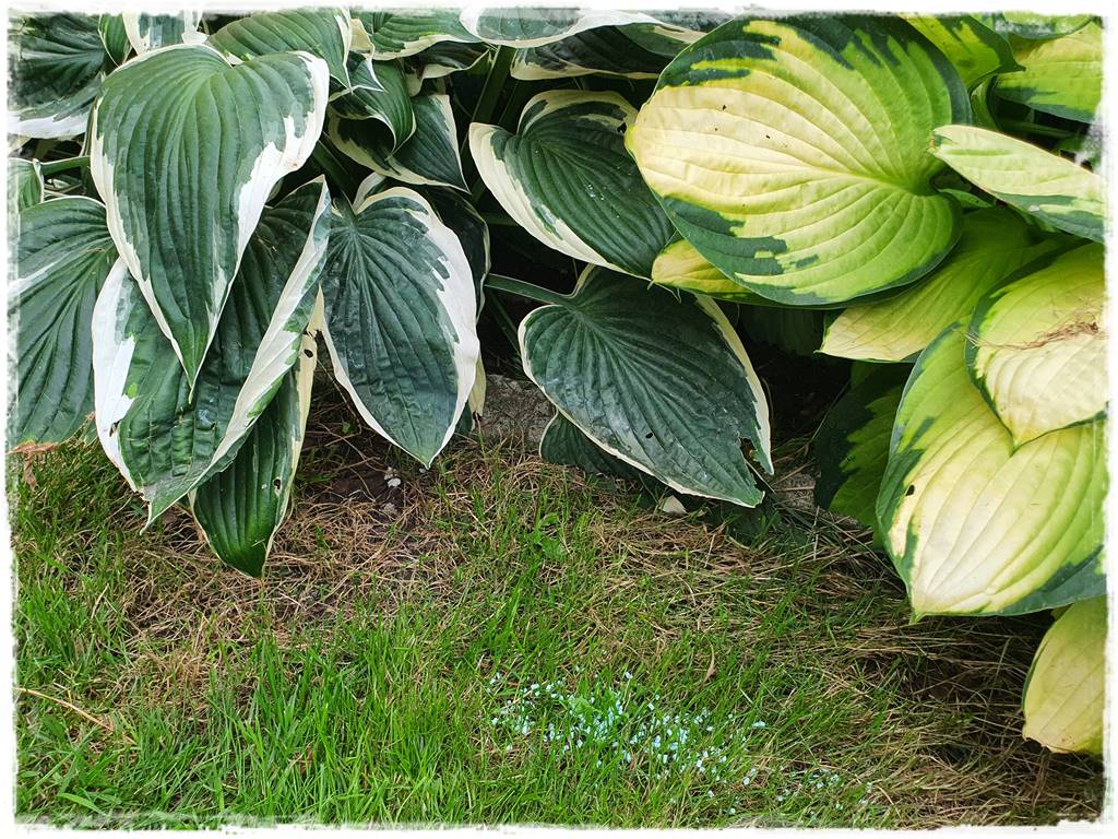 Jak ekologicznie zwalczyć ślimaki 8