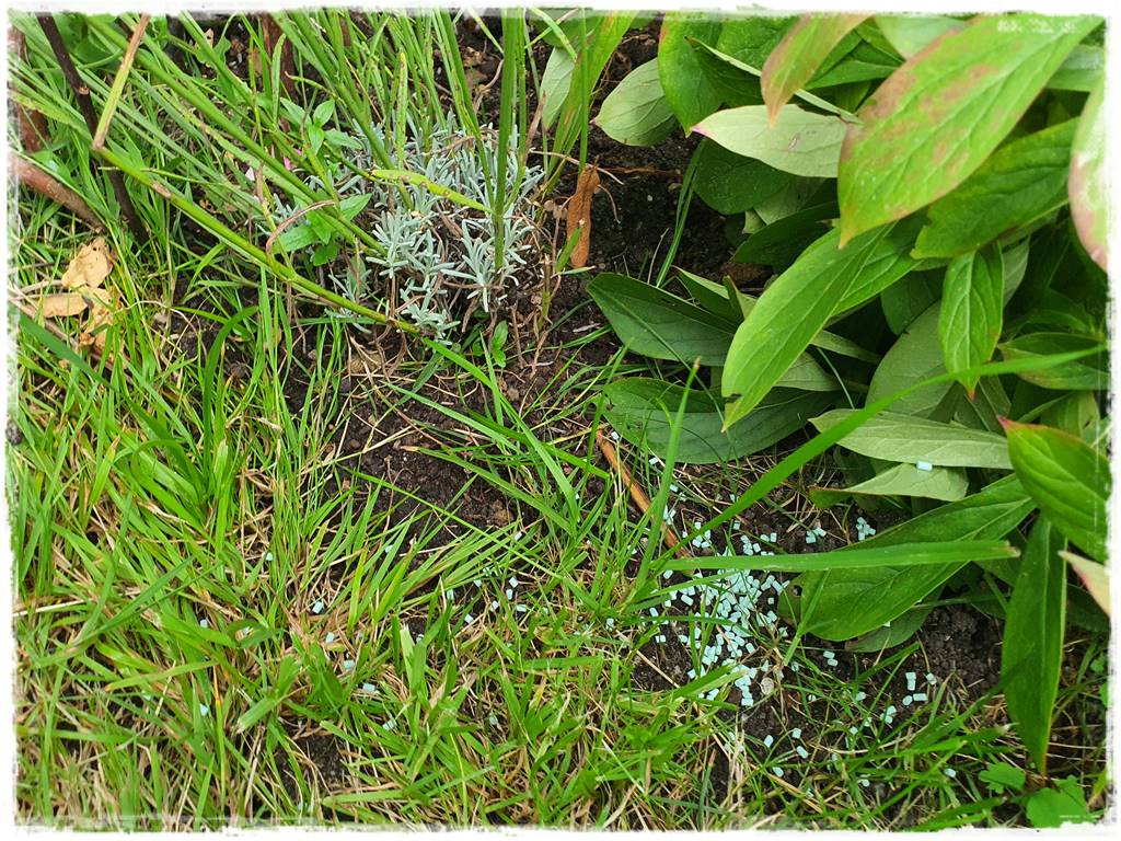 Jak ekologicznie zwalczyć ślimaki 9