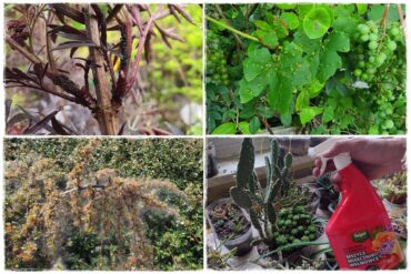 Jak szybko zwalczyć szkodniki roślin 1