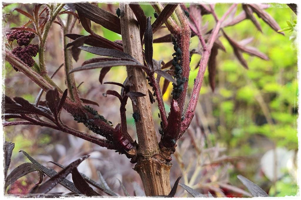 Jak szybko zwalczyć szkodniki roślin 2 Jak szybko zwalczyć szkodniki roślin 2