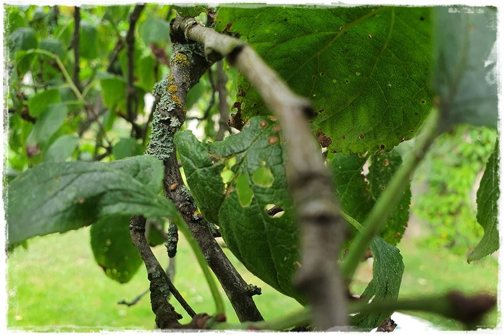 Jak szybko zwalczyć szkodniki roślin 3 Jak szybko zwalczyć szkodniki roślin 3