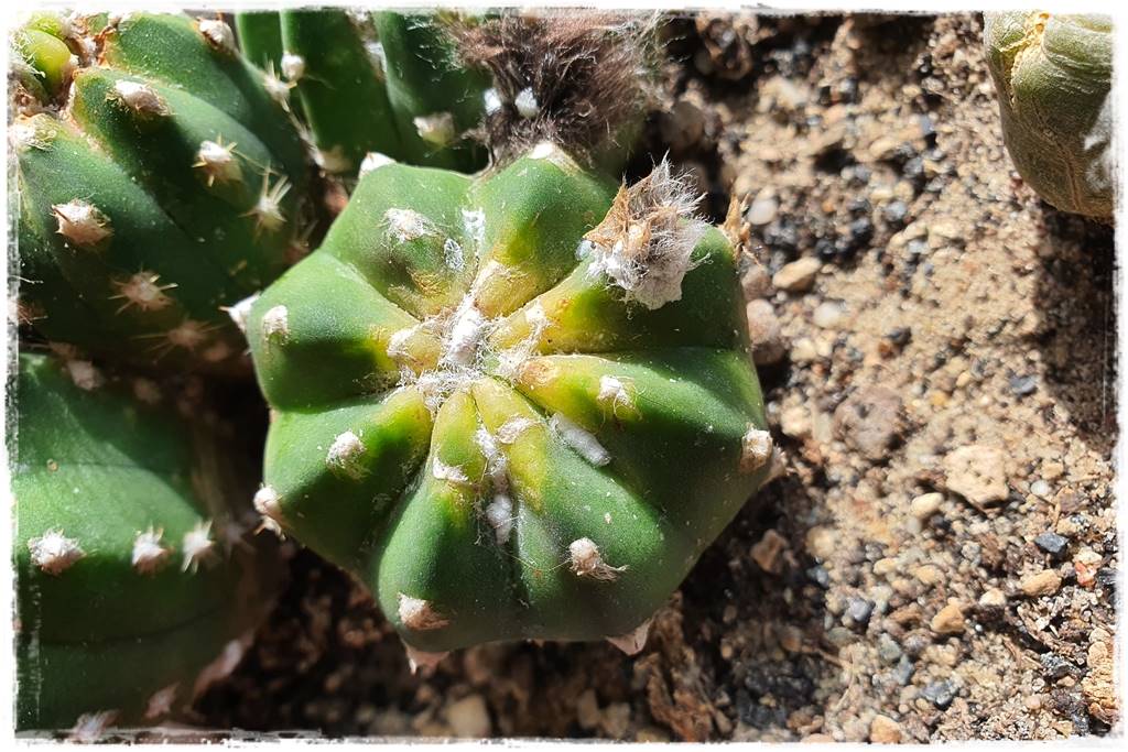 Jak szybko zwalczyć szkodniki roślin 4 Jak szybko zwalczyć szkodniki roślin 4