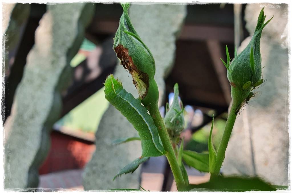 Jak szybko zwalczyć szkodniki roślin 5 Jak szybko zwalczyć szkodniki roślin 5