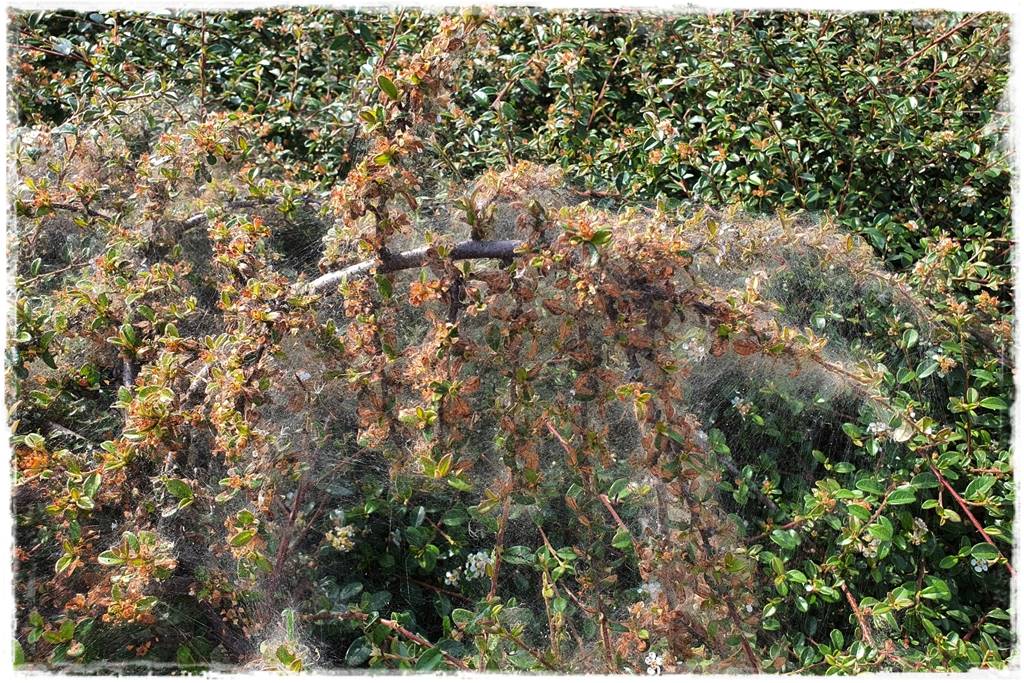 Jak szybko zwalczyć szkodniki roślin 6 Jak szybko zwalczyć szkodniki roślin 6