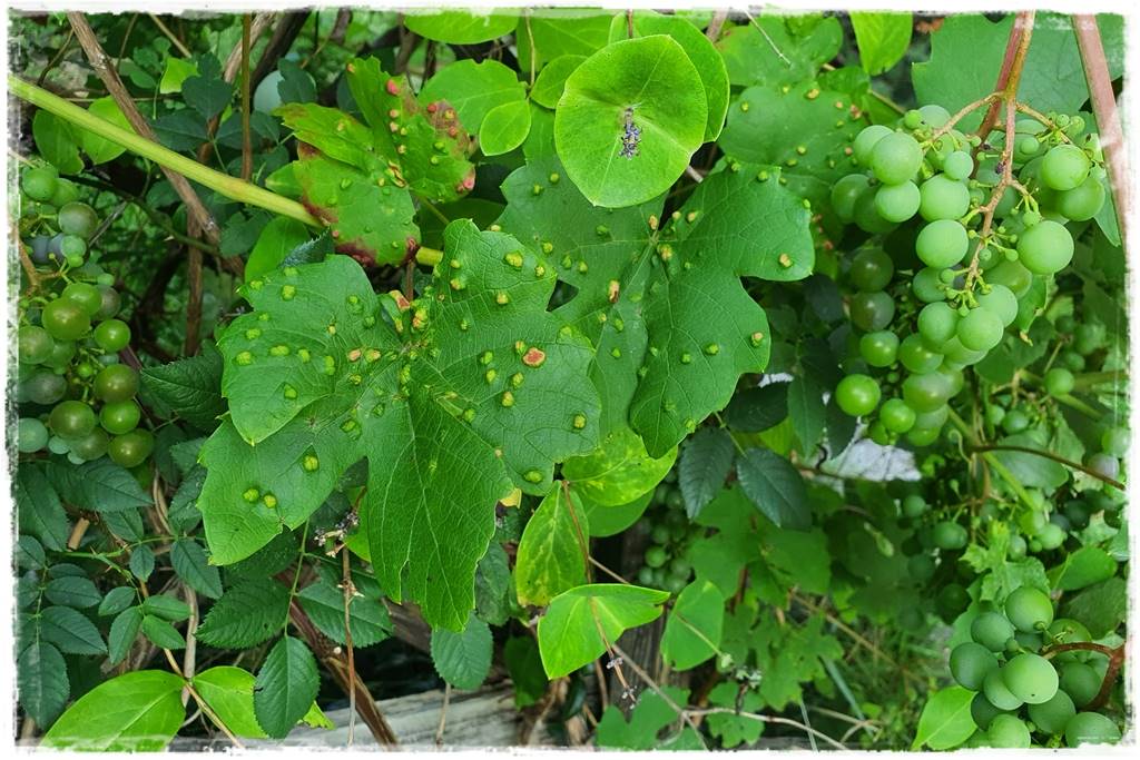 Jak szybko zwalczyć szkodniki roślin 7 Jak szybko zwalczyć szkodniki roślin 7