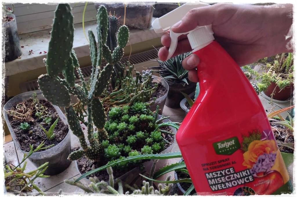 Jak szybko zwalczyć szkodniki roślin 9
