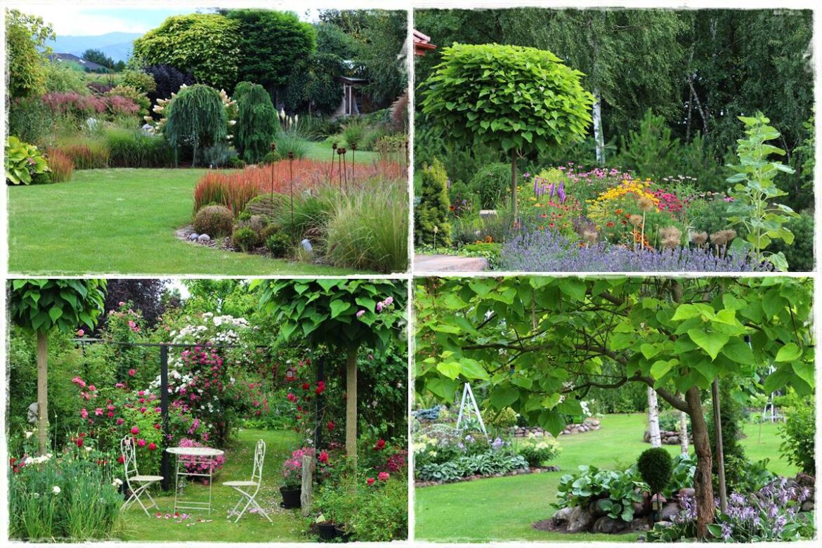 Katalpa w ogrodzie aranżacje 1