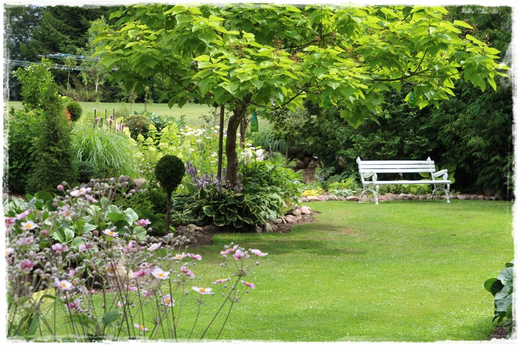 Katalpa w ogrodzie aranżacje 10