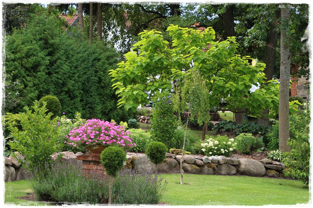 Katalpa w ogrodzie aranżacje 10b