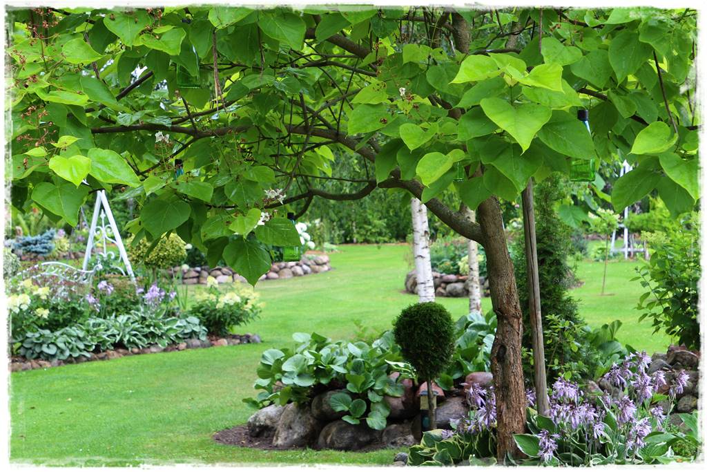 Katalpa w ogrodzie aranżacje 10bb