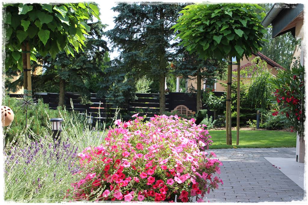 Katalpa w ogrodzie aranżacje 20c