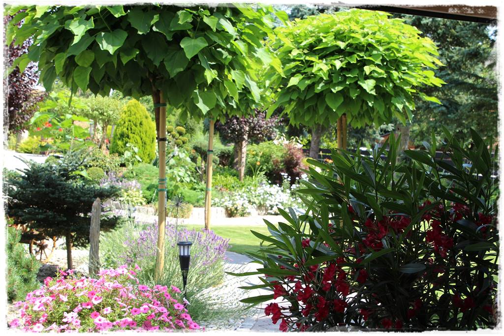 Katalpa w ogrodzie aranżacje 20e