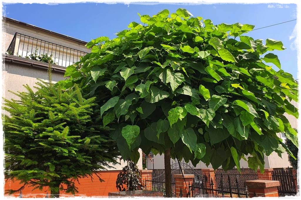 Katalpa w ogrodzie aranżacje 3