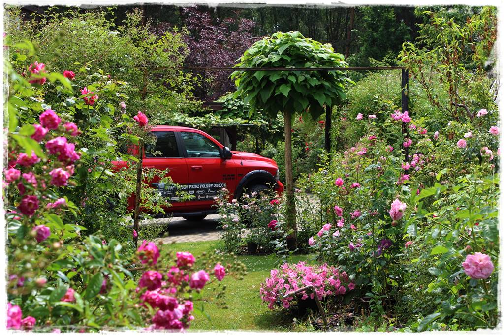 Katalpa w ogrodzie aranżacje 30
