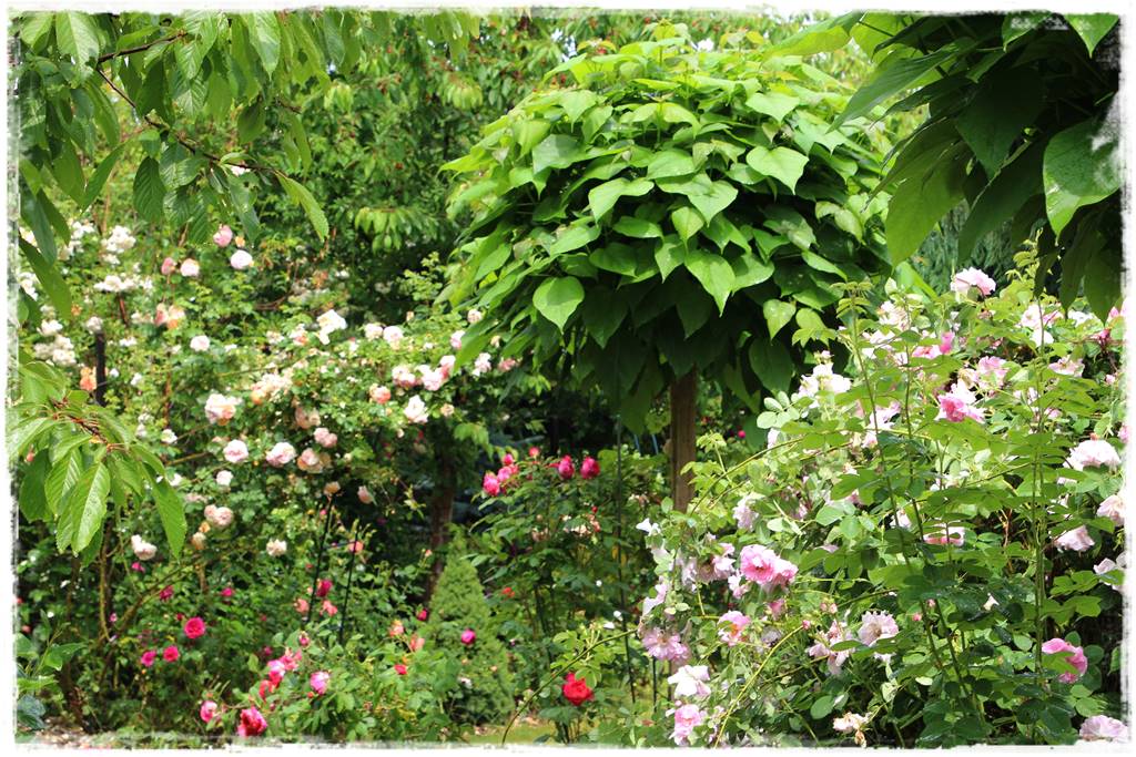 Katalpa w ogrodzie aranżacje 30b