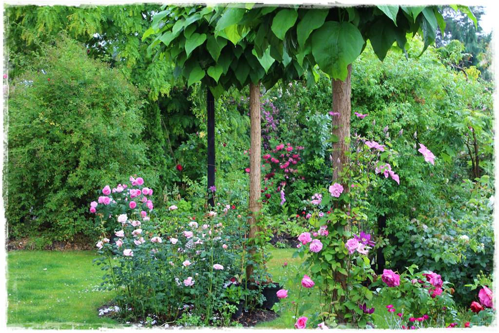 Katalpa w ogrodzie aranżacje 30d