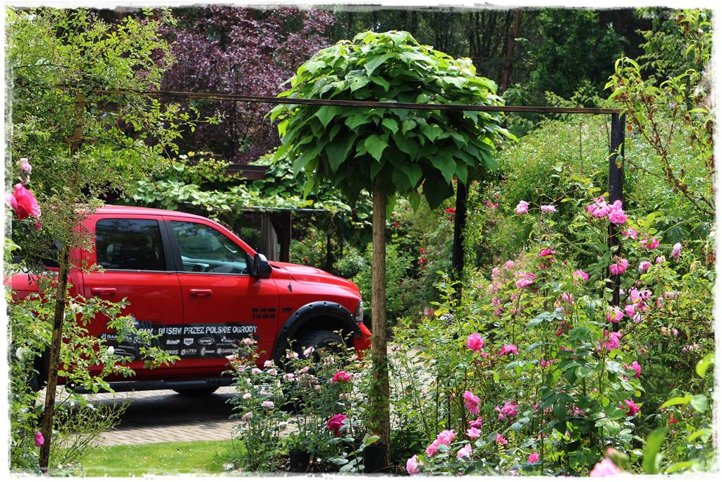 Katalpa w ogrodzie aranżacje 30f