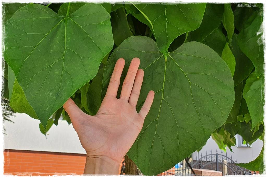 Katalpa w ogrodzie aranżacje 4