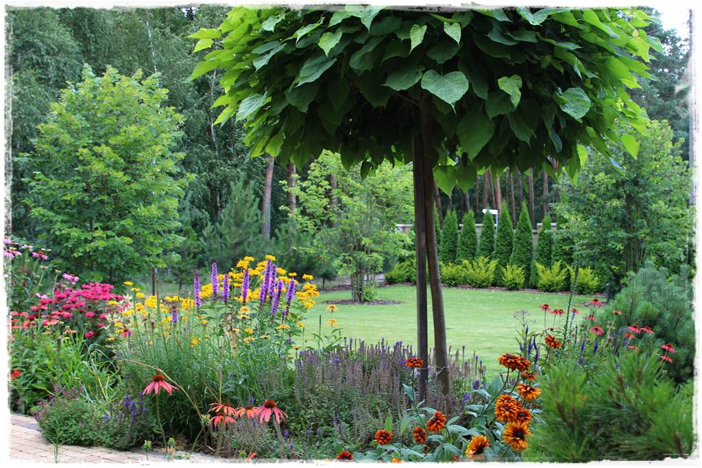 Katalpa w ogrodzie aranżacje 40b