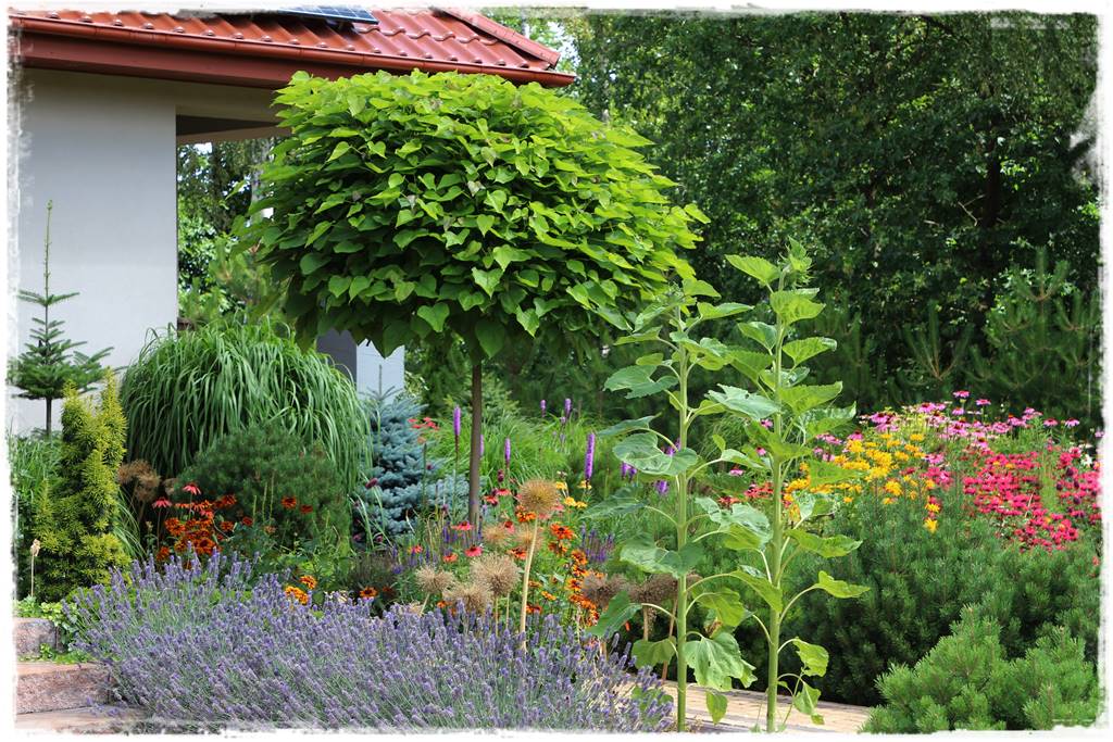 Katalpa w ogrodzie aranżacje 40d