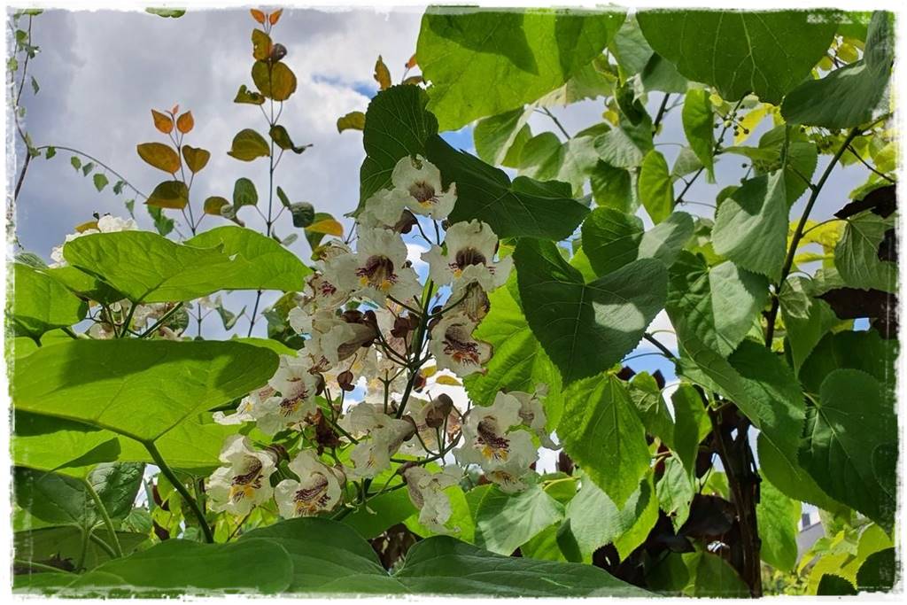 Katalpa w ogrodzie aranżacje 5