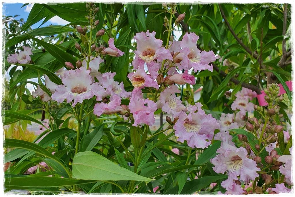 Katalpa w ogrodzie aranżacje 55