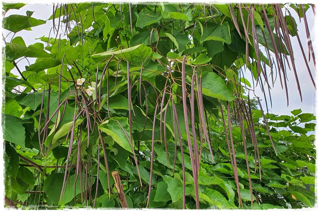 Katalpa w ogrodzie aranżacje 6