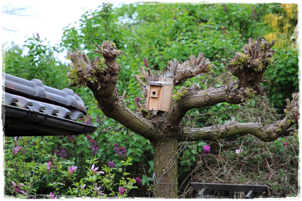 Katalpa w ogrodzie aranżacje 7