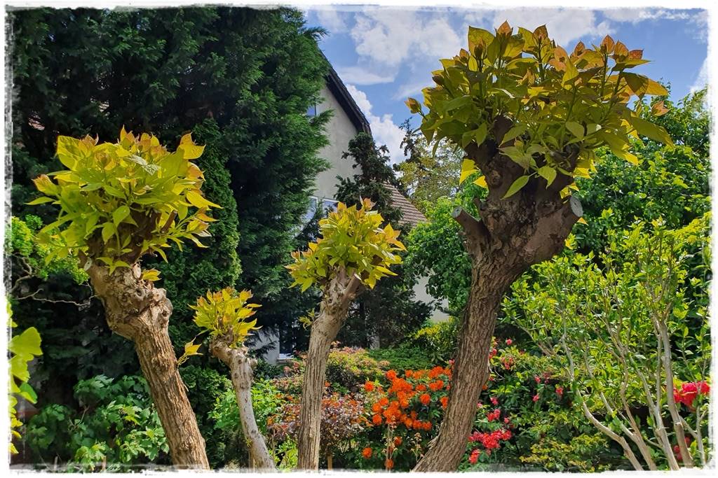 Katalpa w ogrodzie aranżacje 8