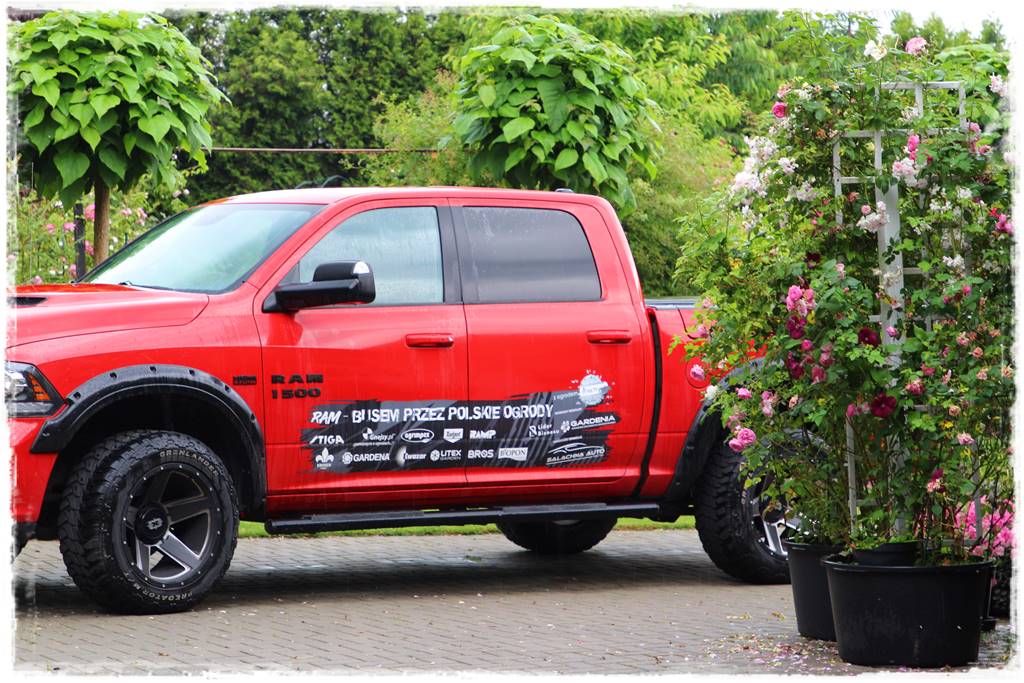 Katalpa w ogrodzie aranżacje 9