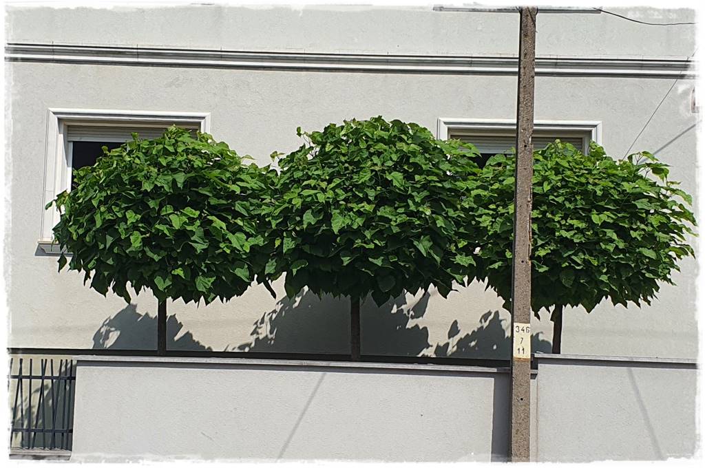 Katalpa w ogrodzie aranżacje 90