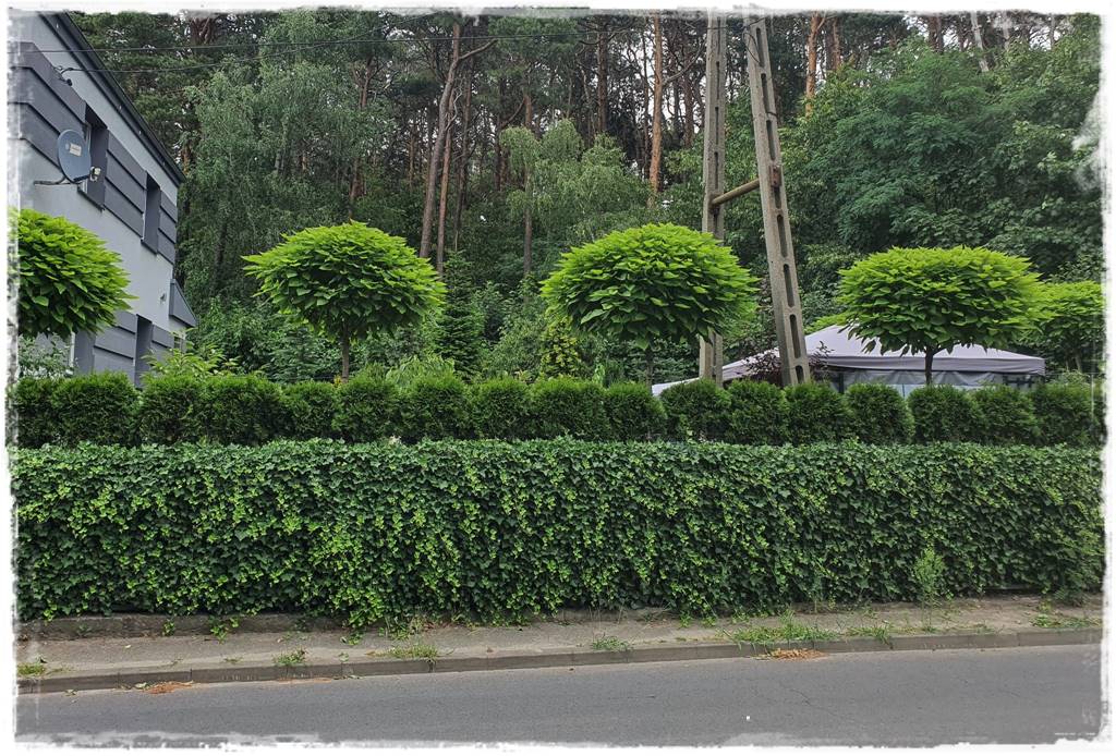 Katalpa w ogrodzie aranżacje 90b