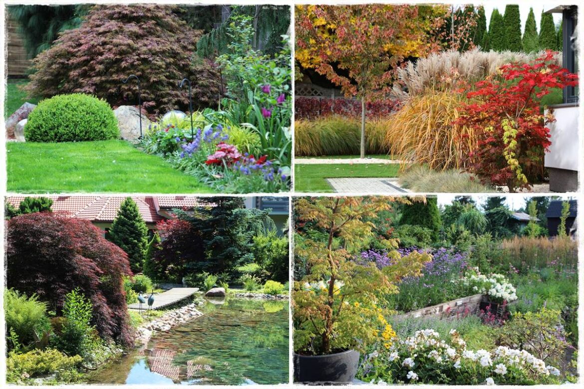 Klon palmowy w ogrodzie kompozycje 1