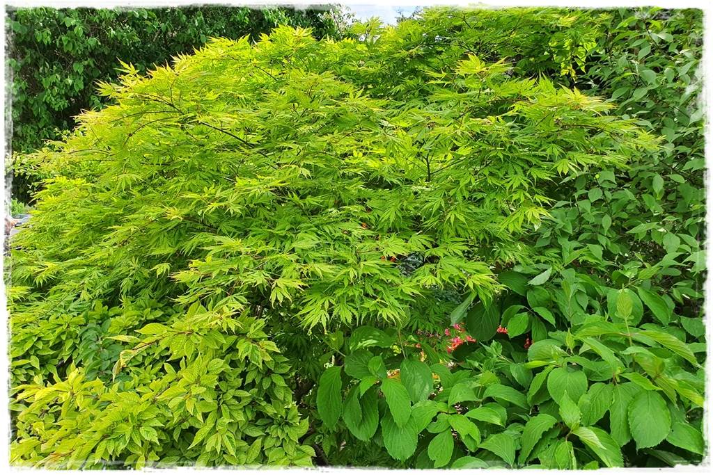 Klon palmowy w ogrodzie kompozycje 10