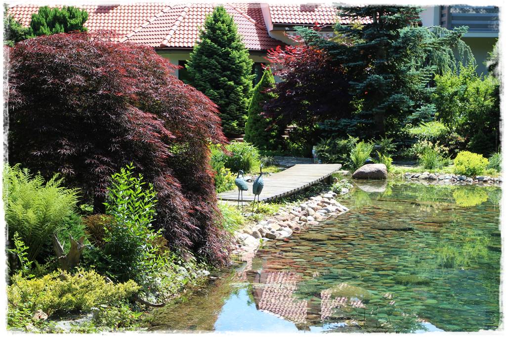 Klon palmowy w ogrodzie kompozycje 101 Klon palmowy w ogrodzie kompozycje 101