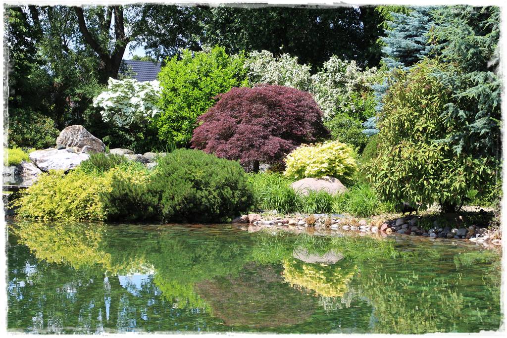 Klon palmowy w ogrodzie kompozycje 101b Klon palmowy w ogrodzie kompozycje 101b