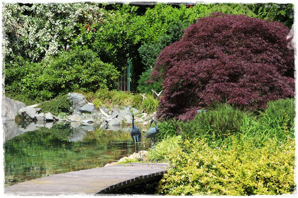 Klon palmowy w ogrodzie kompozycje 101d Klon palmowy w ogrodzie kompozycje 101d