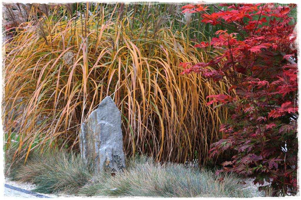 Klon palmowy w ogrodzie kompozycje 102b Klon palmowy w ogrodzie kompozycje 102b