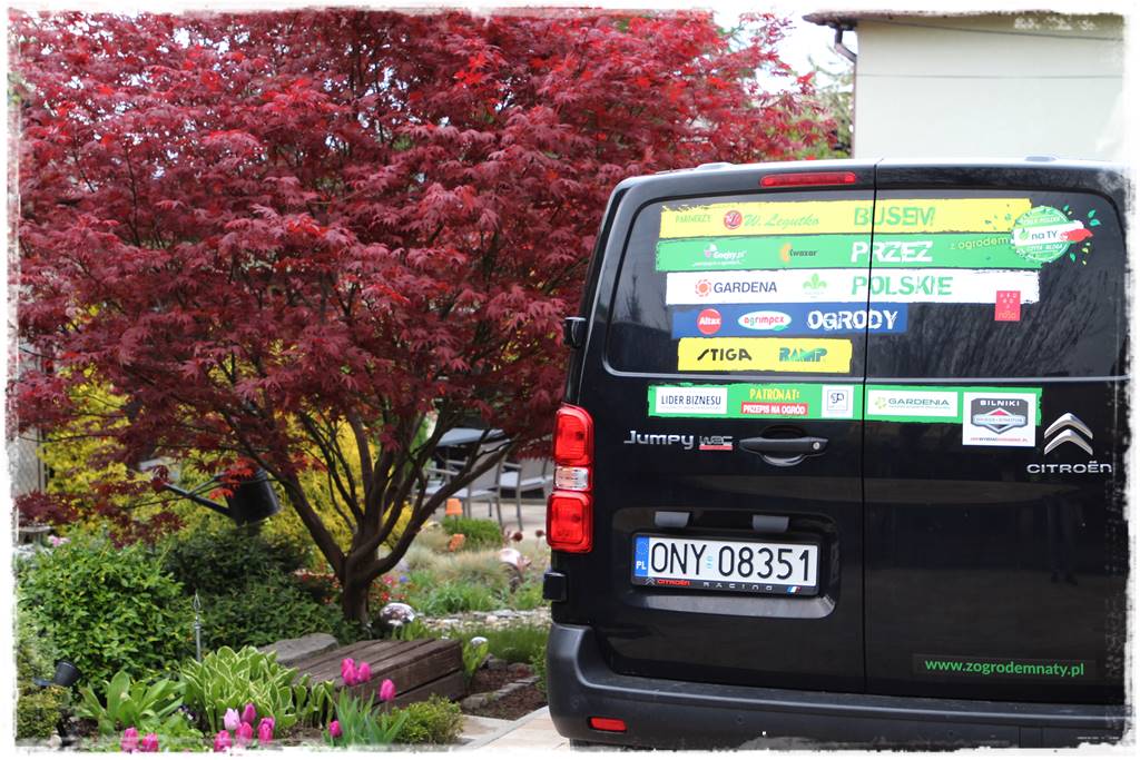 Klon palmowy w ogrodzie kompozycje 103 Klon palmowy w ogrodzie kompozycje 103