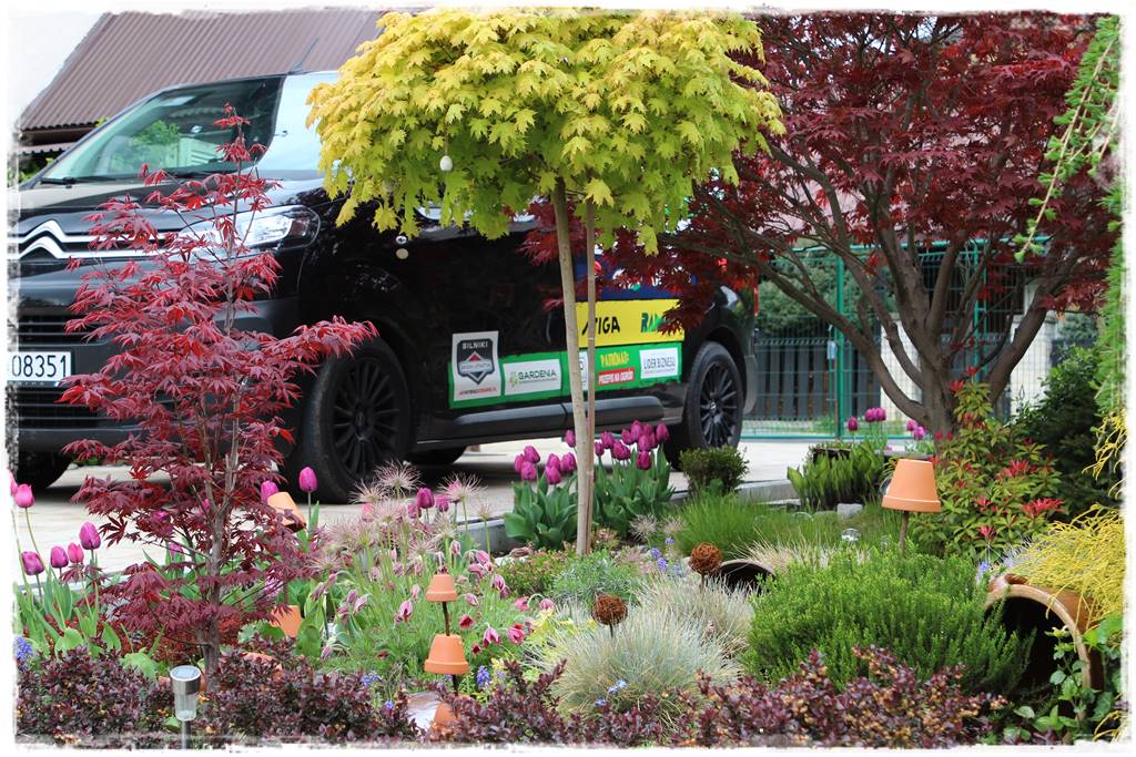 Klon palmowy w ogrodzie kompozycje 103b Klon palmowy w ogrodzie kompozycje 103b