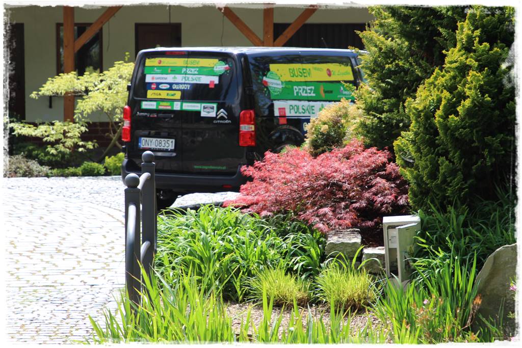 Klon palmowy w ogrodzie kompozycje 103e Klon palmowy w ogrodzie kompozycje 103e