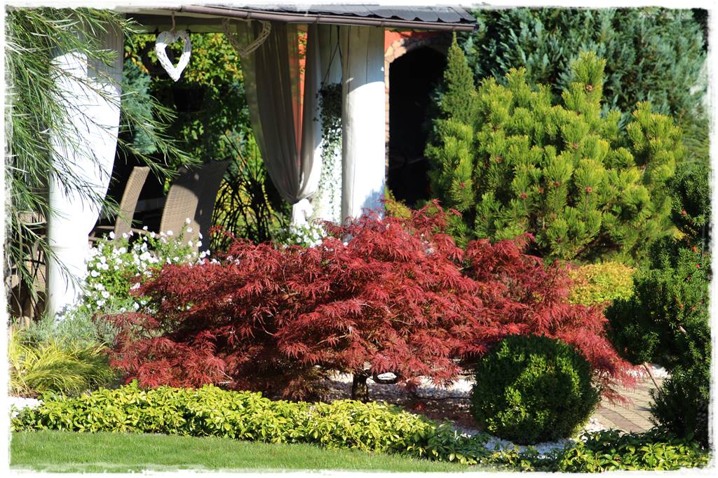 Klon palmowy w ogrodzie kompozycje 105 Klon palmowy w ogrodzie kompozycje 105