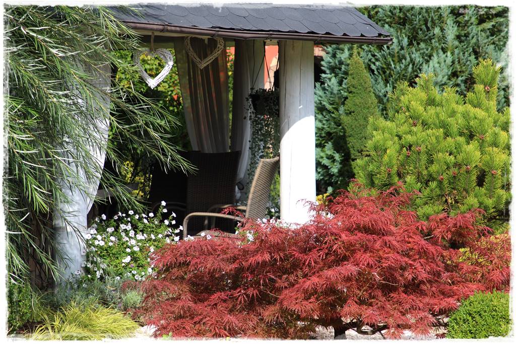 Klon palmowy w ogrodzie kompozycje 105c Klon palmowy w ogrodzie kompozycje 105c