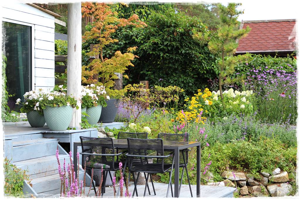 Klon palmowy w ogrodzie kompozycje 105e Klon palmowy w ogrodzie kompozycje 105e