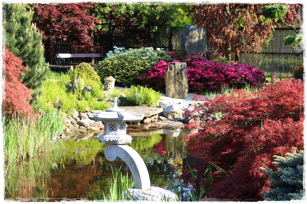 Klon palmowy w ogrodzie kompozycje 106 Klon palmowy w ogrodzie kompozycje 106