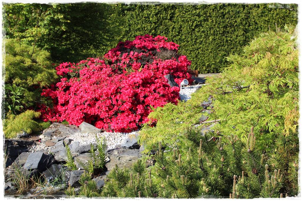 Klon palmowy w ogrodzie kompozycje 106b Klon palmowy w ogrodzie kompozycje 106b