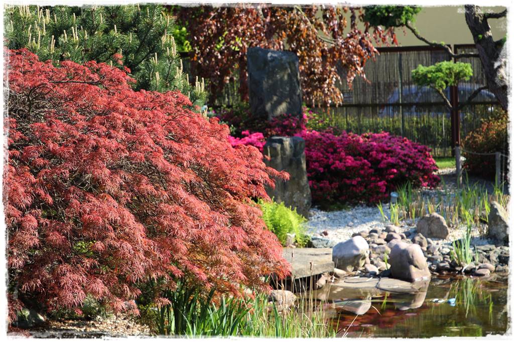 Klon palmowy w ogrodzie kompozycje 106c Klon palmowy w ogrodzie kompozycje 106c