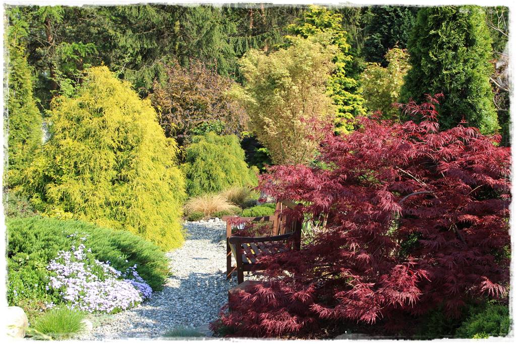 Klon palmowy w ogrodzie kompozycje 107 Klon palmowy w ogrodzie kompozycje 107