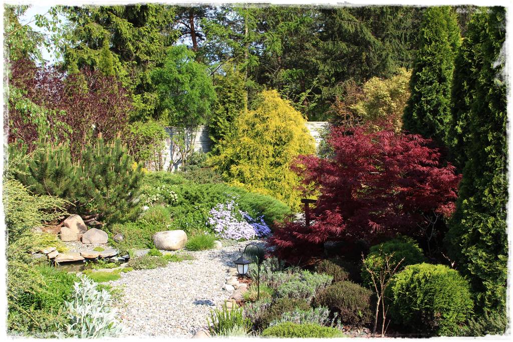 Klon palmowy w ogrodzie kompozycje 107b Klon palmowy w ogrodzie kompozycje 107b